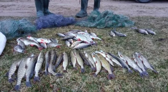 brakonieriai