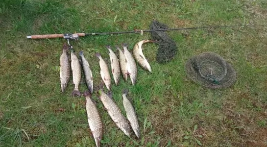 lydekų žvejyba kiekis