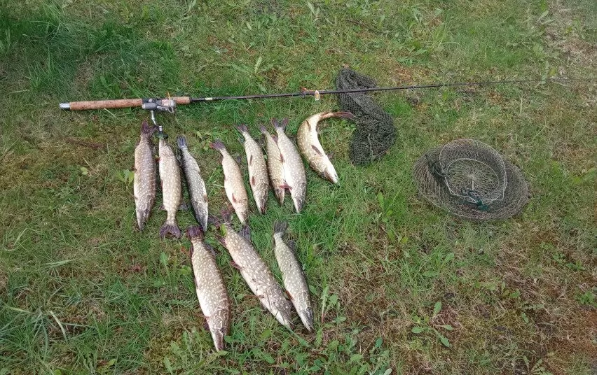 lydekų žvejyba kiekis