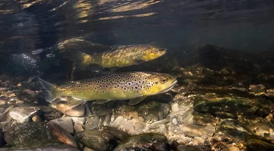 Ribojama žvejyba skrituliais, pakeistos lašišų, ungurių ir šlakių žvejybos taisyklės