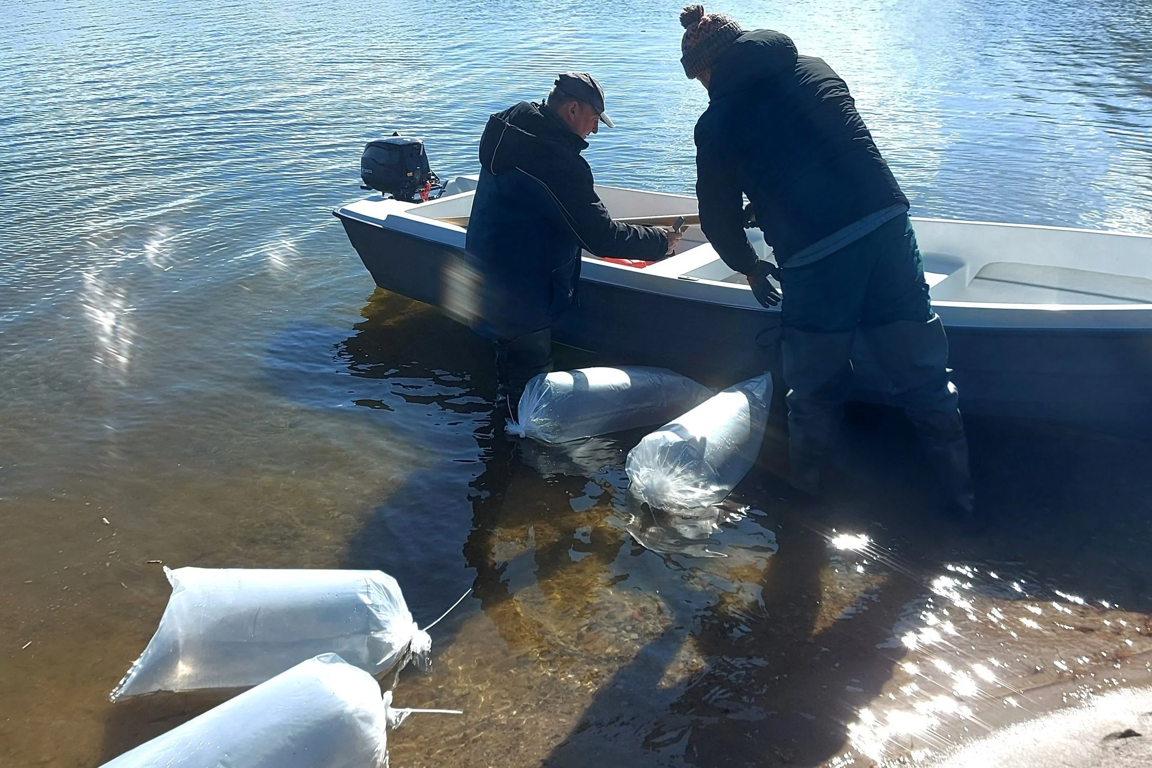 Žuvų įveisimo taisyklės